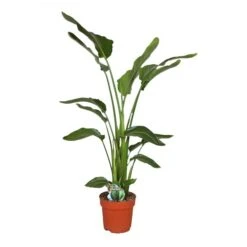 Strelitzia Nicolai, In 24cm-pot 130-160cm Hoog