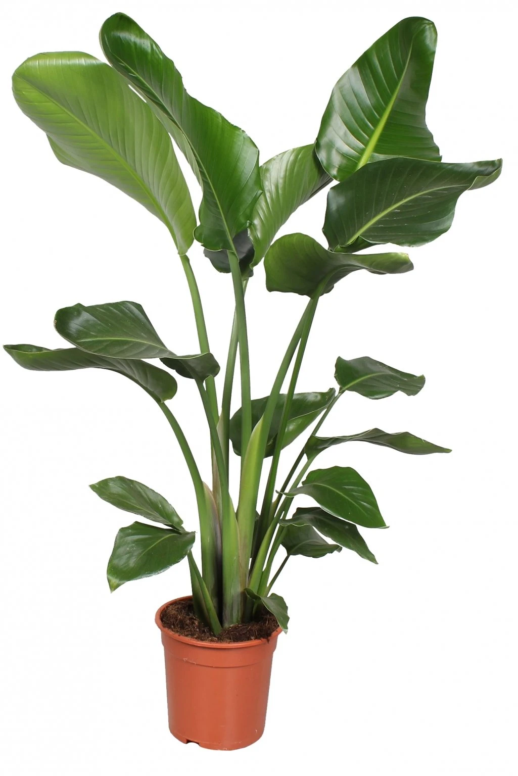 Strelitzia Nicolai, In 19cm-pot 90cm Hoog